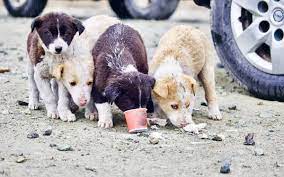 MHP’li Belediyede Köpek Katliamı: O Anları Görüntüleyen İşçi Konuştu