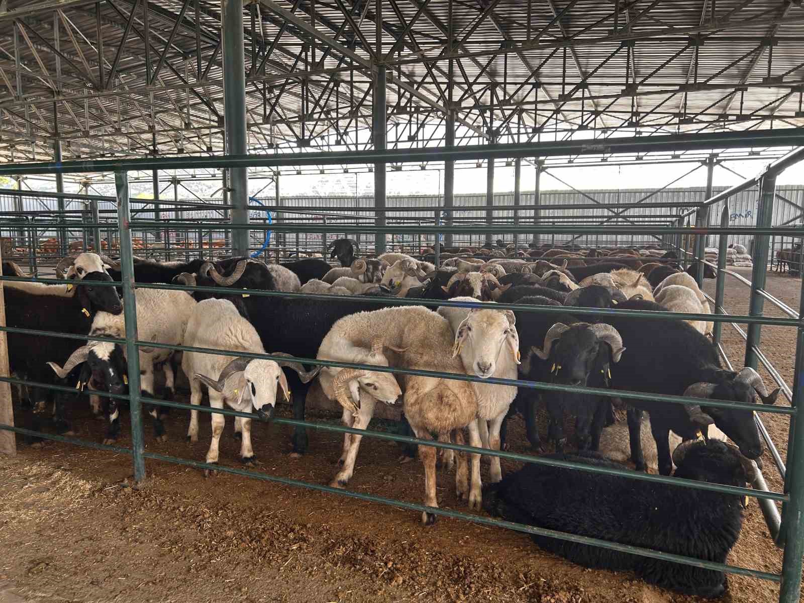 Kurban Bayramı’na Sayılı Günler Kala Kurban Pazarlarında Endişe: “Maliyetler Yüksek, Talep Az”