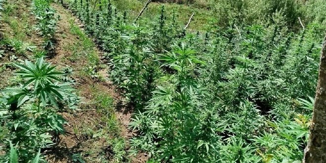 Diyarbakır’da Dev Operasyon: 3 Milyon 476 Bin Kök Kenevir ve Skunk Ele Geçirildi!