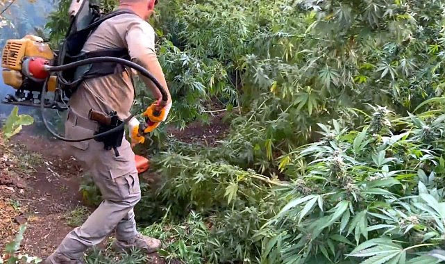 Diyarbakır’da Rekor Uyuşturucu Operasyonu: 12,3 Milyon Kenevir Kökü ve Skunk Ele Geçirildi, 22 Tutuklama