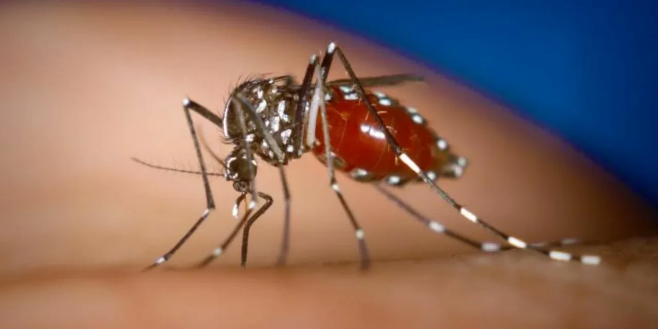 DSÖ’den Chikungunya uyarısı: 5,6 milyar kişi risk altında! Türkiye’de de görüldü
